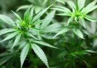 Adam Bowie Mempromosikan Ganja Sebagai Rekreasi Yang Aman